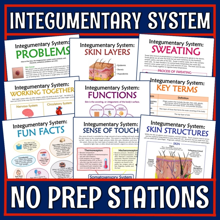 Reading worksheet for Fifth Grade Detailed illustration of the integumentary system, showcasing skin layers and structures for educational purposes. Worksheet for fifth graders on the Inside-Out Anatomy: The Integumentary System.