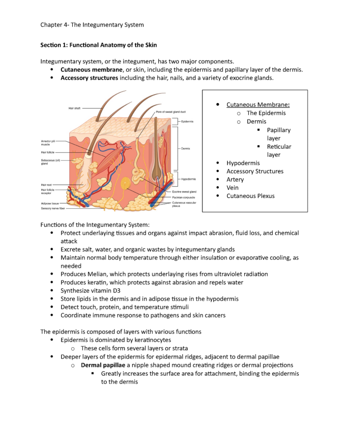 Detailed worksheet on the integumentary system for fifth graders, focusing on skin education Illustration of the integumentary system highlighting skin layers for a fifth-grade worksheet