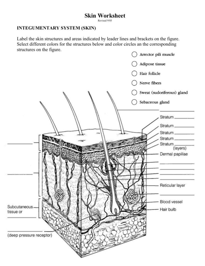 Inside-Out Anatomy: Integumentary System Worksheet for Grade 5 Learning Detailed illustration of the integumentary system, highlighting various skin layers and functions for fifth graders
