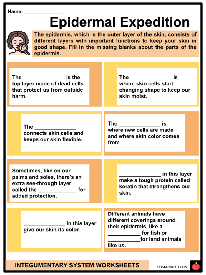 Worksheet on Inside-Out Anatomy: The Integumentary System for reading activities Illustration of the integumentary system highlighting skin layers for fifth graders