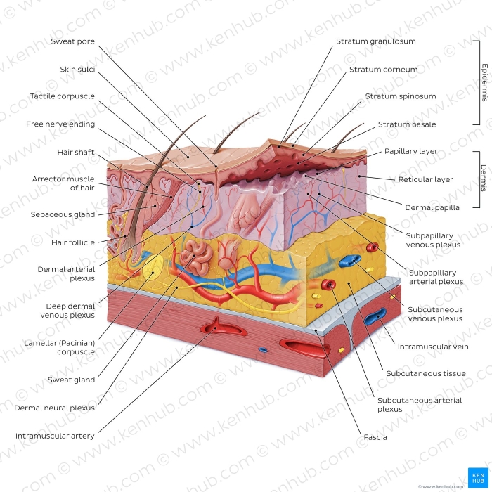 Inside-Out Anatomy: The Integumentary System worksheet for educational use Illustration of the integumentary system highlighting skin layers for fifth graders