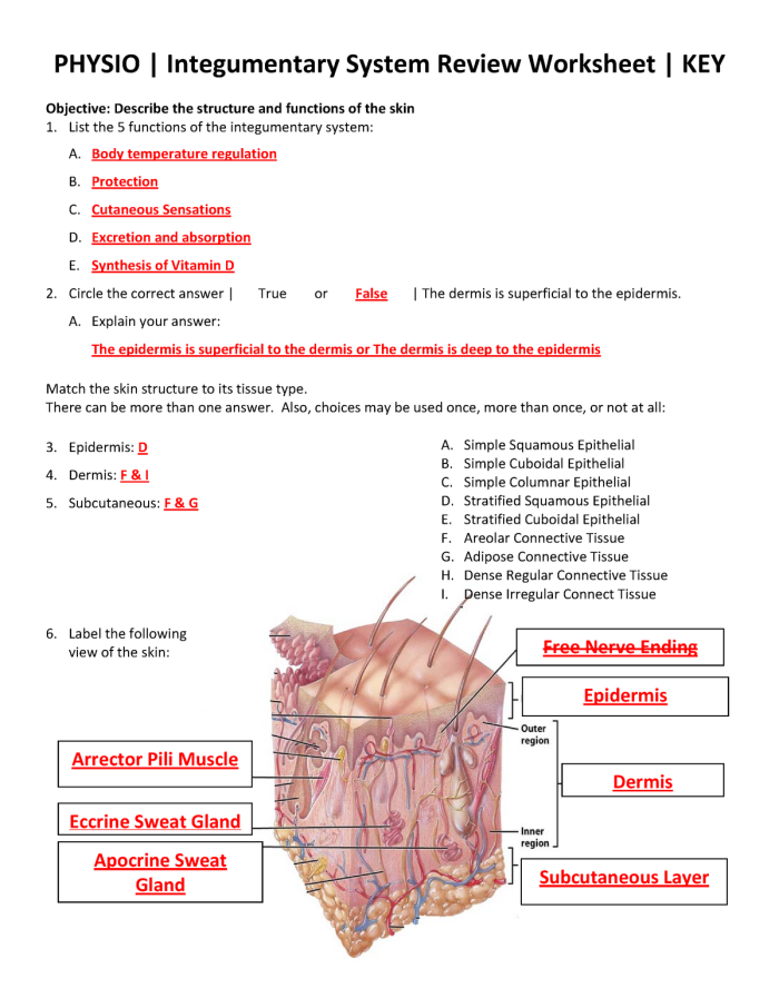 Inside-Out Anatomy: The Integumentary System educational activity worksheet Worksheet illustrating the layers and functions of the integumentary system for fifth graders