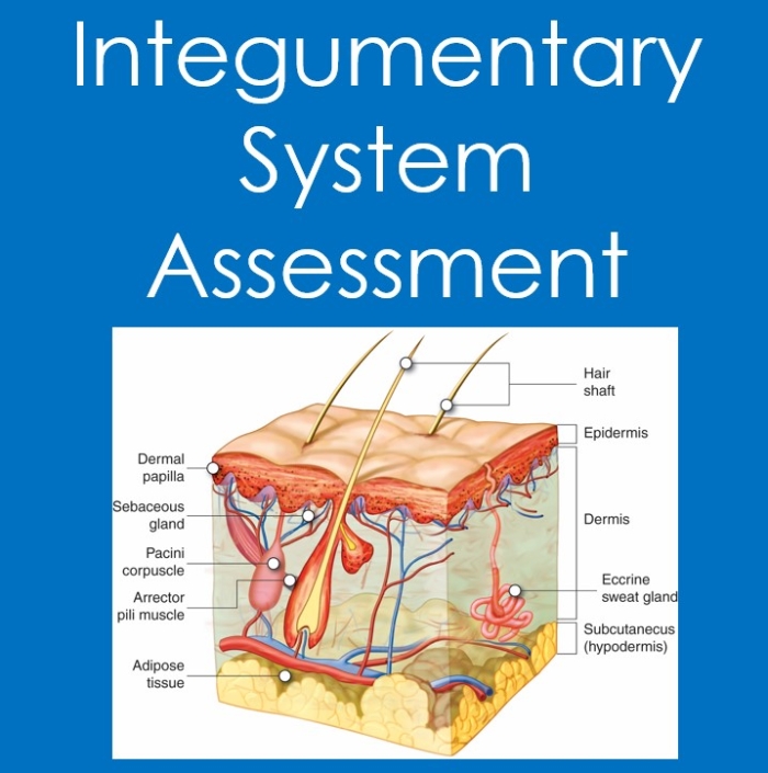 Inside-Out Anatomy: The Integumentary System worksheet image 18 Diagram illustrating the integumentary system for a fifth-grade worksheet