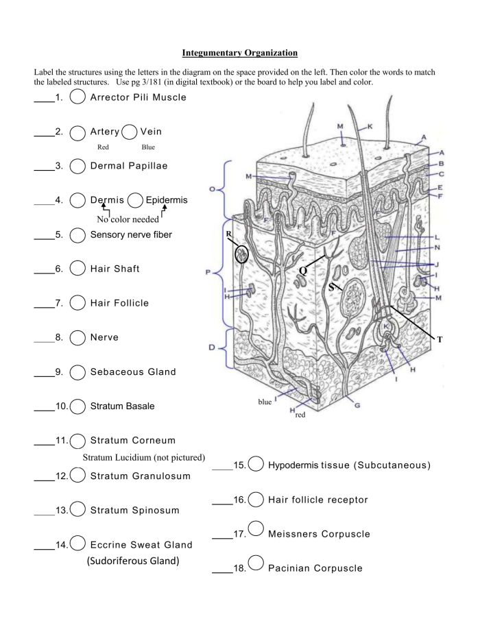 Inside-Out Anatomy worksheet: Understanding the Integumentary System for Grade 5 Illustration of the integumentary system worksheet for fifth graders focusing on skin anatomy