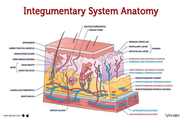 Worksheet on Inside-Out Anatomy: The Integumentary System for students Illustration of the integumentary system, focusing on skin layers for fifth graders