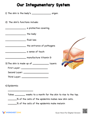 Educational worksheet on the integumentary system: Inside-Out Anatomy Detailed illustration of the integumentary system for fifth-grade students