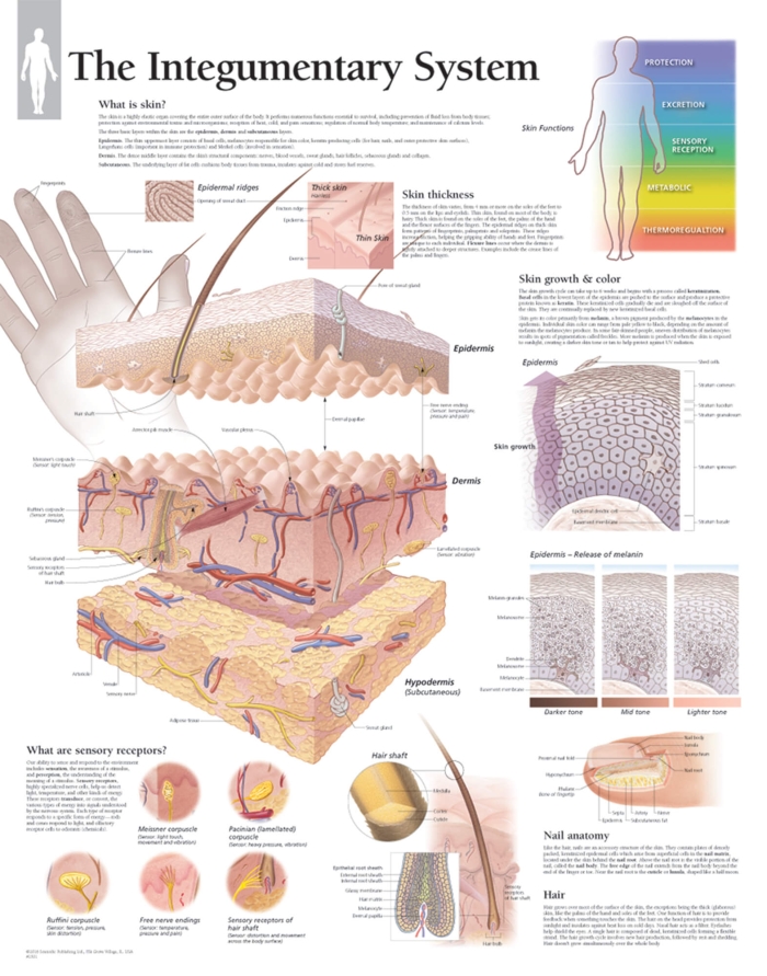Educational worksheet on the integumentary system for fifth graders Diagram illustrating the integumentary system for the Inside-Out Anatomy worksheet
