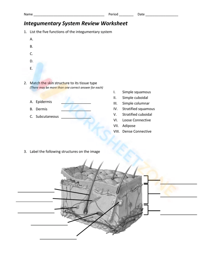 Inside-Out Anatomy: The Integumentary System Worksheet Image 23 Illustration of the integumentary system, highlighting the layers and functions of the skin for fifth graders