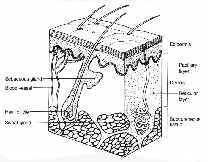 Worksheet on the integumentary system for fifth grade reading activities Illustration of the integumentary system worksheet focused on skin anatomy for fifth graders