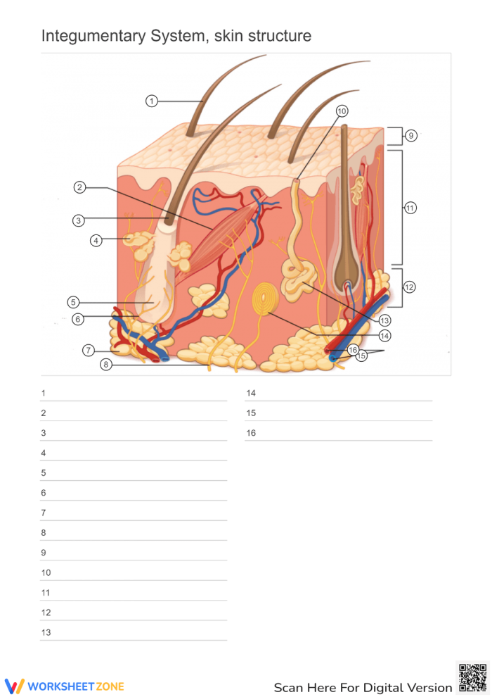 Worksheet on the integumentary system for fifth-grade students to enhance reading skills Diagram illustrating the integumentary system, emphasizing the role of skin in the human body