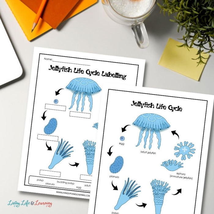 Fifth grade life science worksheet featuring various species of jellyfish and educational review questions