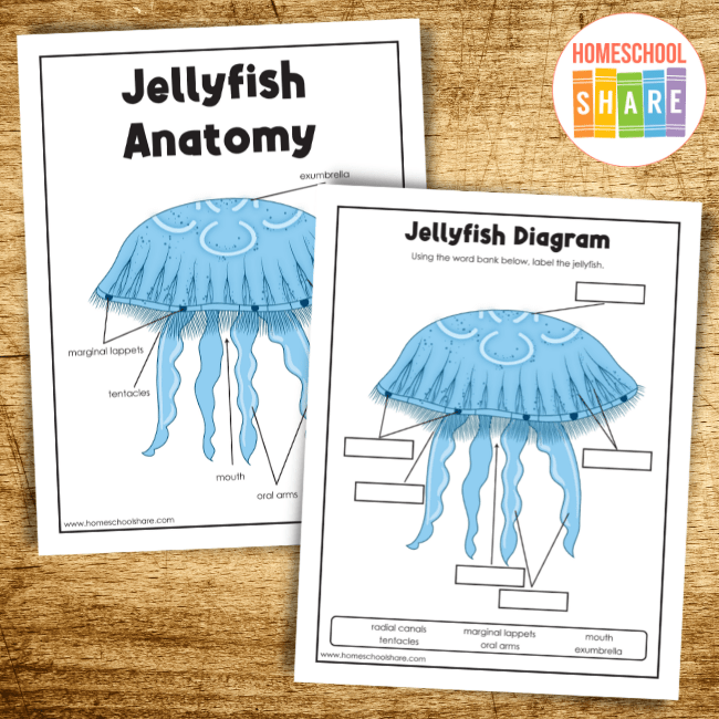 Fifth grade science worksheet page ten showing illustrations of various jellyfish species and assessment questions.