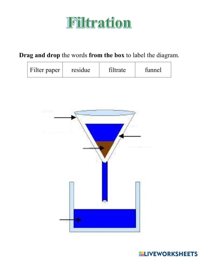 Kidney and intestine worksheet for fifth graders featuring organ functions for matching