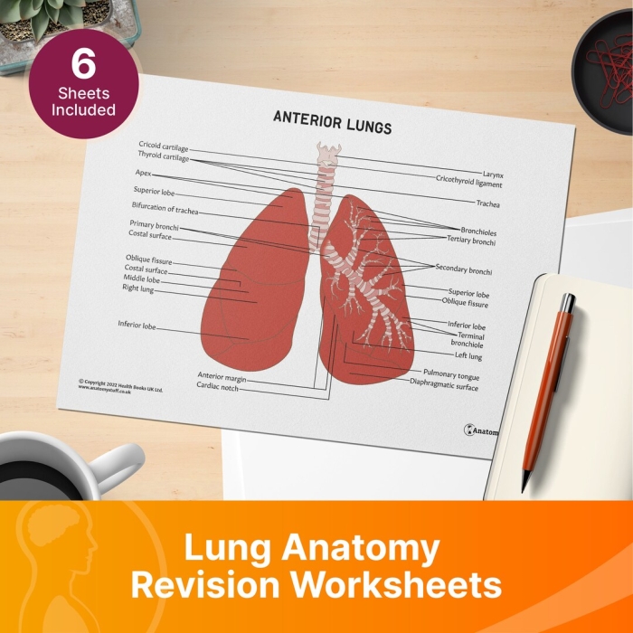 Comprehensive lungs anatomy worksheet for fifth-grade students Detailed illustration of lung anatomy for educational purposes