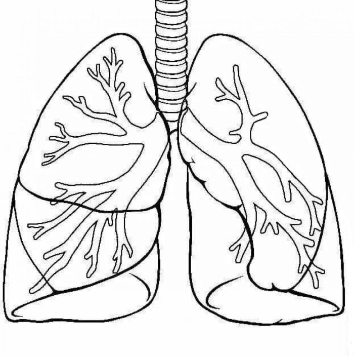 Lungs Anatomy Worksheet for Fifth Grade Reading Activities Detailed illustration of lung anatomy for educational use in fifth-grade studies