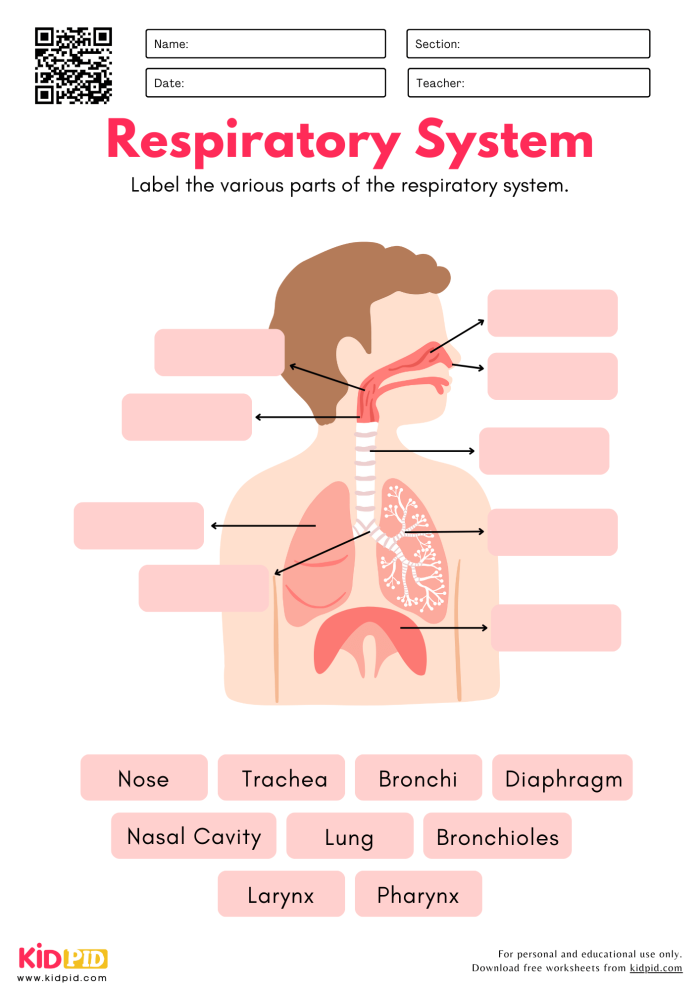 Comprehensive lungs anatomy worksheet for fifth-grade students Detailed illustration of lung anatomy for educational purposes