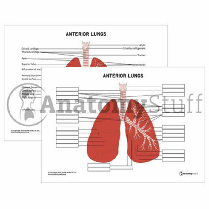 Comprehensive lungs anatomy worksheet for fifth graders Detailed illustration of lung anatomy for educational purposes