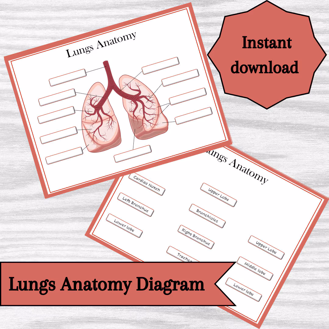 Lungs Anatomy Worksheet for Fifth Grade Study and Learning An educational worksheet illustrating the anatomy of the lungs for fifth graders