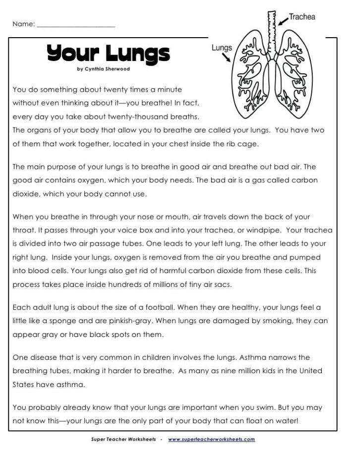 Explore the structure and function of the lungs with this informative worksheet image Detailed diagram of lung anatomy for educational purposes in a fifth-grade worksheet