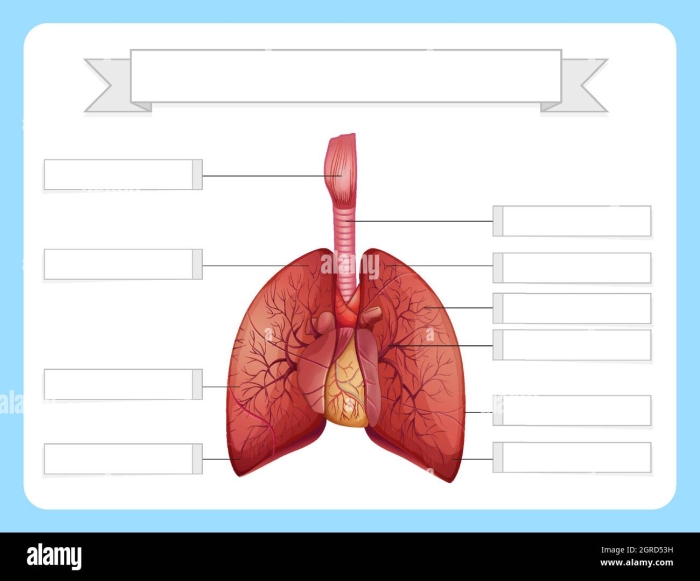 Lung Anatomy Worksheet for Fifth Grade Students Detailed diagram of lung anatomy for educational purposes