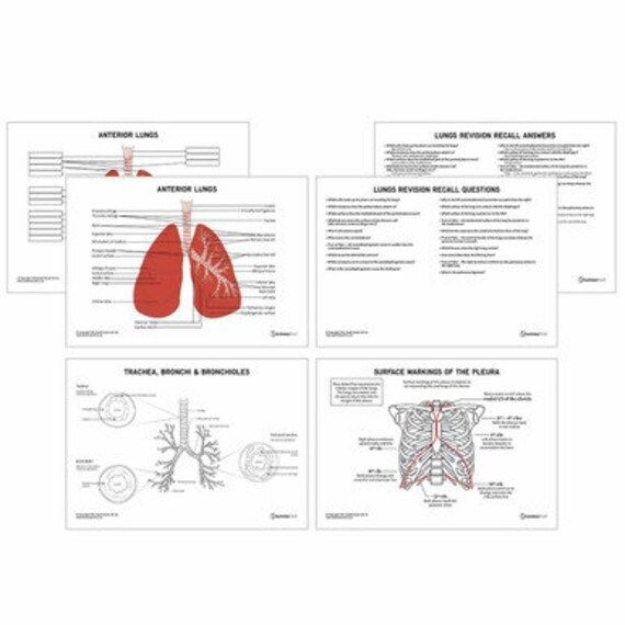 Detailed lungs anatomy worksheet for students to enhance their understanding Illustration of lung anatomy for a fifth-grade worksheet on respiratory system