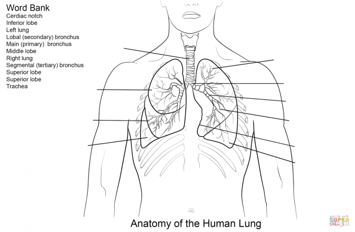 Comprehensive lungs anatomy worksheet for fifth-grade students Detailed illustration of lung anatomy for educational purposes