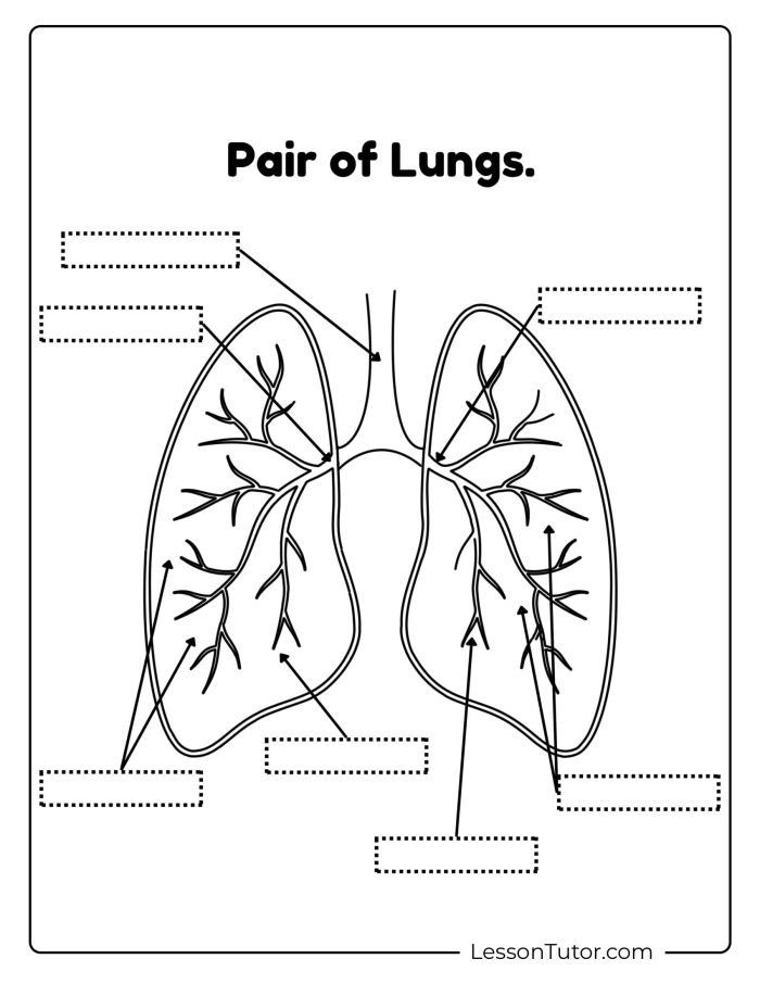 Comprehensive worksheet on lung structure for fifth graders Detailed illustration of lung anatomy for educational purposes