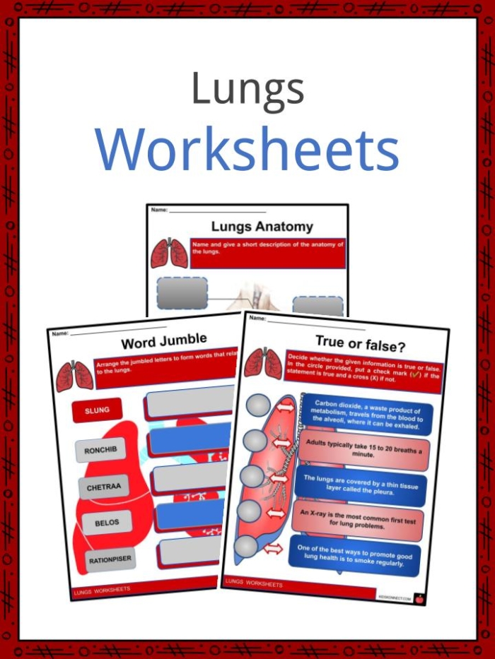 Comprehensive worksheet on the anatomy of the lungs Detailed diagram of lung anatomy for educational purposes