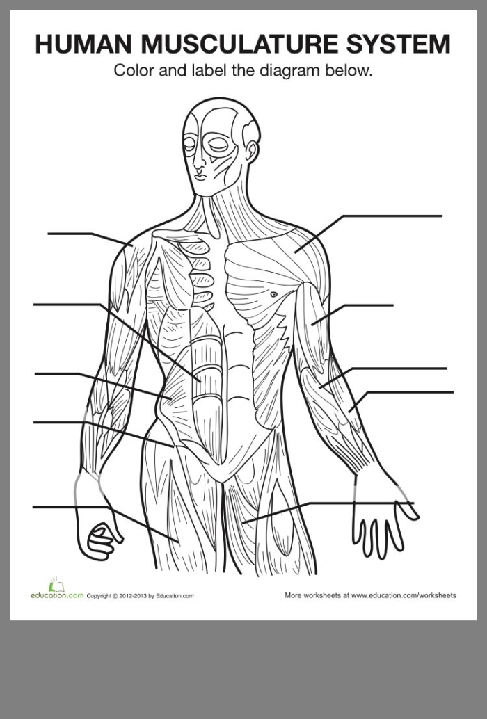 Muscle diagram worksheet for fifth-grade anatomy studies Detailed illustration of human muscles for educational purposes