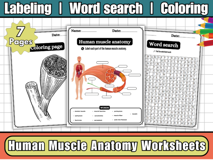 Muscle Anatomy worksheet for fifth graders featuring a word search of 14 key muscles