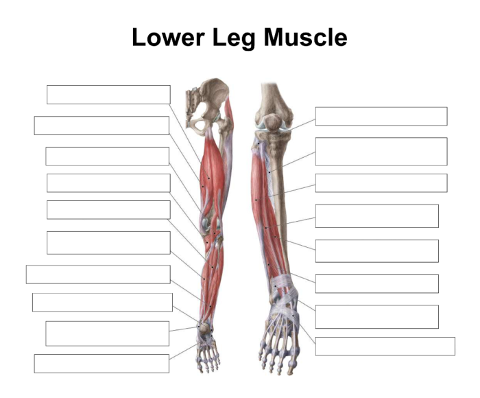 Fifth grade life science worksheet featuring a word search about human muscle anatomy and 14 major muscle names
