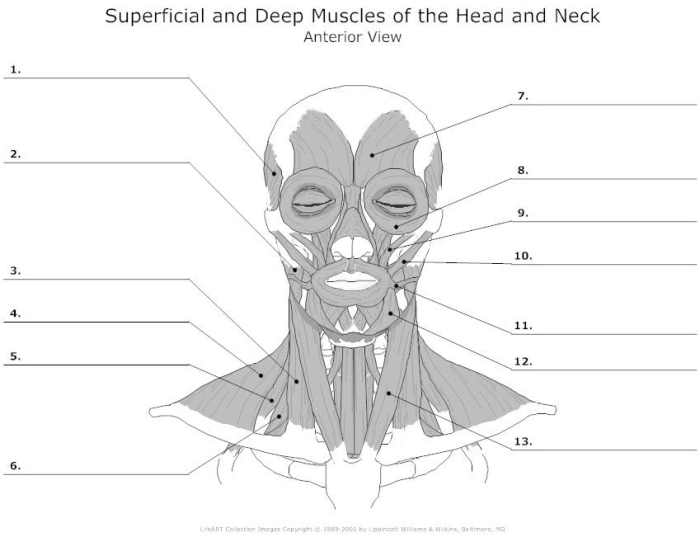 Muscle diagram worksheet for fifth-grade students studying the human body Detailed illustration of human muscle anatomy for educational purposes