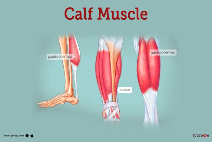 Diagram of the human muscle system, highlighting major muscles for educational purposes
