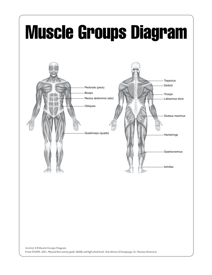 Muscle diagram worksheet for fifth graders exploring human anatomy Detailed illustration of a muscle diagram for students studying the human body