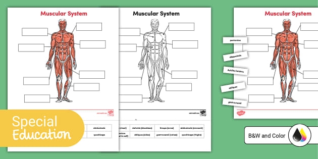 Muscle Diagram Worksheet for Fifth Grade Science Studies Detailed illustration of human muscles for educational purposes