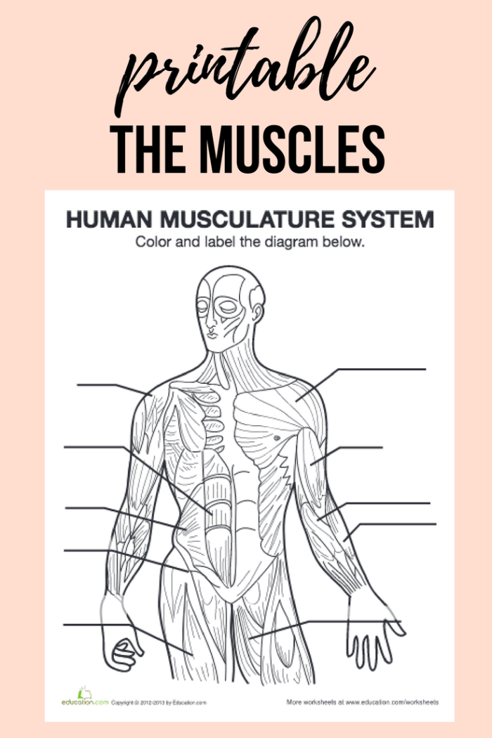Illustration of muscle groups for educational purposes in a fifth-grade classroom Muscle diagram worksheet for understanding human anatomy in fifth grade