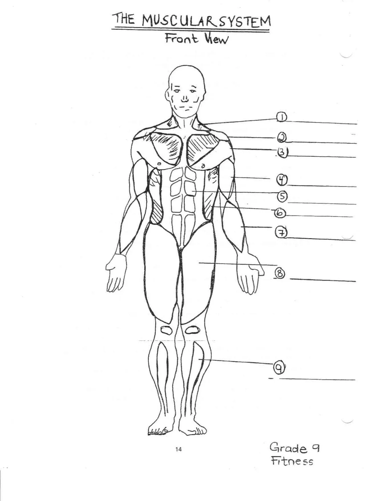 Illustration of human muscles for educational purposes in a fifth-grade classroom Detailed muscle diagram worksheet for fifth graders learning about the human body