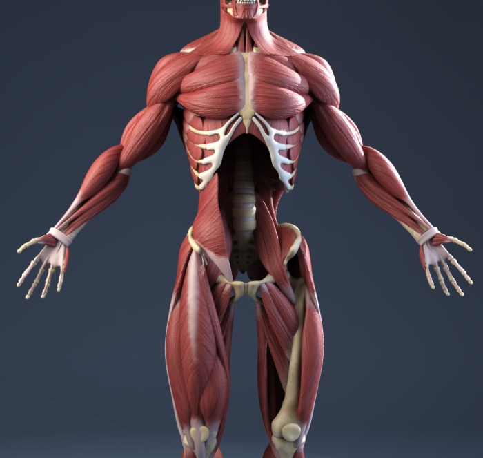 Diagram of the human muscle system for educational purposes