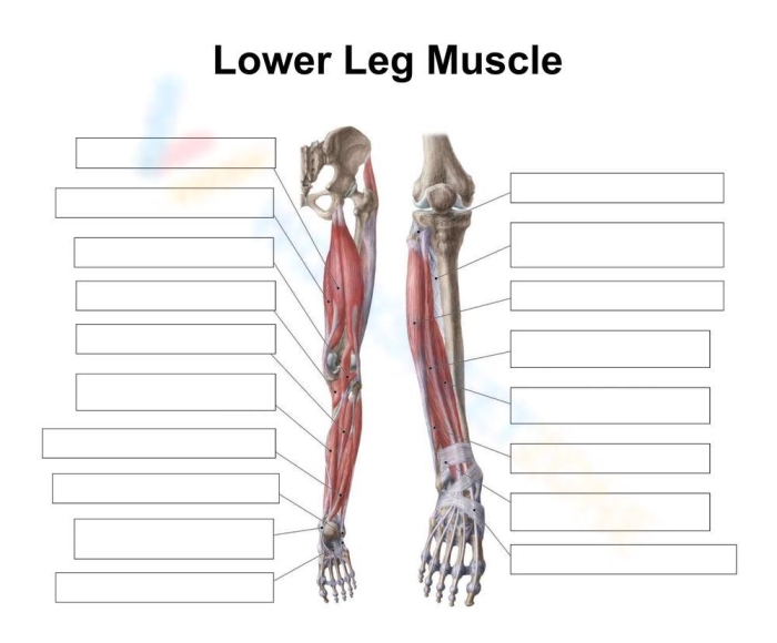 Muscle Diagram for Fifth Grade Students Exploring the Human Body Detailed illustration of human muscles for educational use in a worksheet