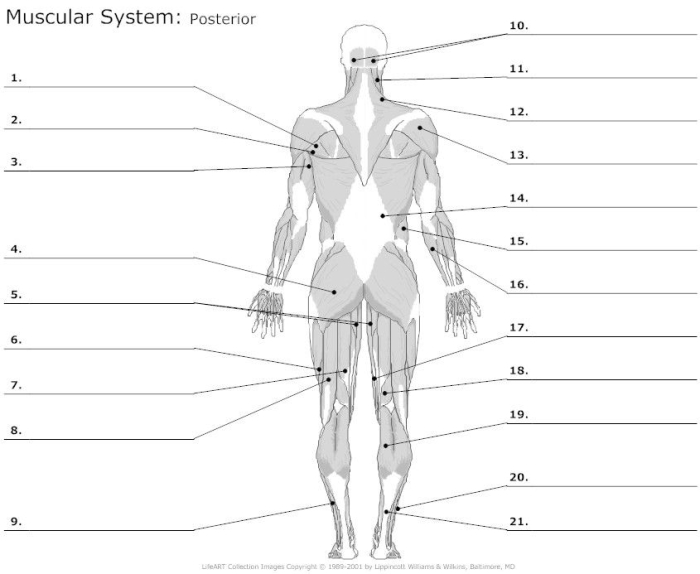 Muscle diagram worksheet for fifth-grade anatomy studies Detailed diagram of human muscles for educational purposes