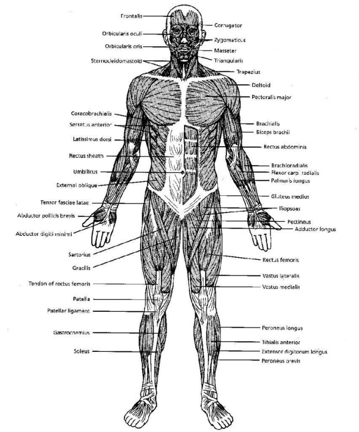 Muscle Diagram worksheet for fifth-grade students studying the human body Detailed illustration of muscle anatomy for educational purposes