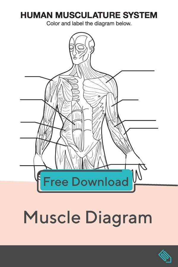 Detailed illustration of muscles in the human body for educational use Muscle diagram worksheet for fifth graders studying human anatomy