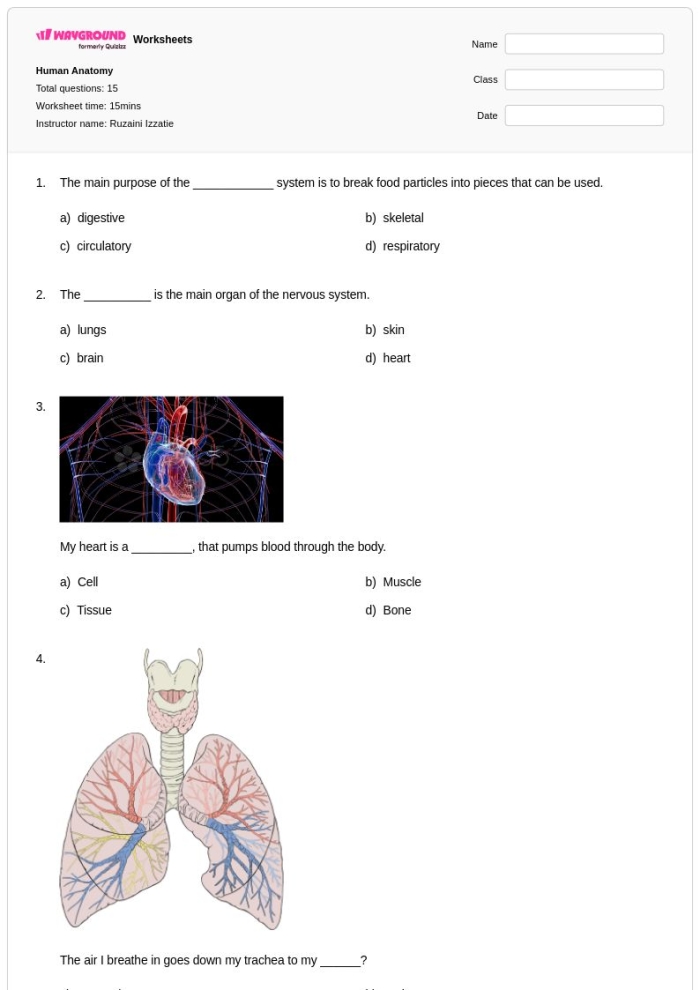 Diagram of the human muscle system for a fifth-grade anatomy worksheet