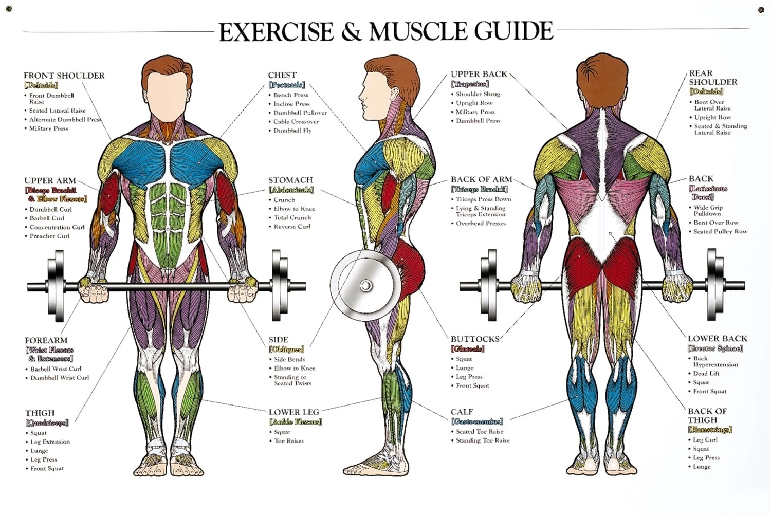 Detailed diagram of the human muscle system for educational purposes