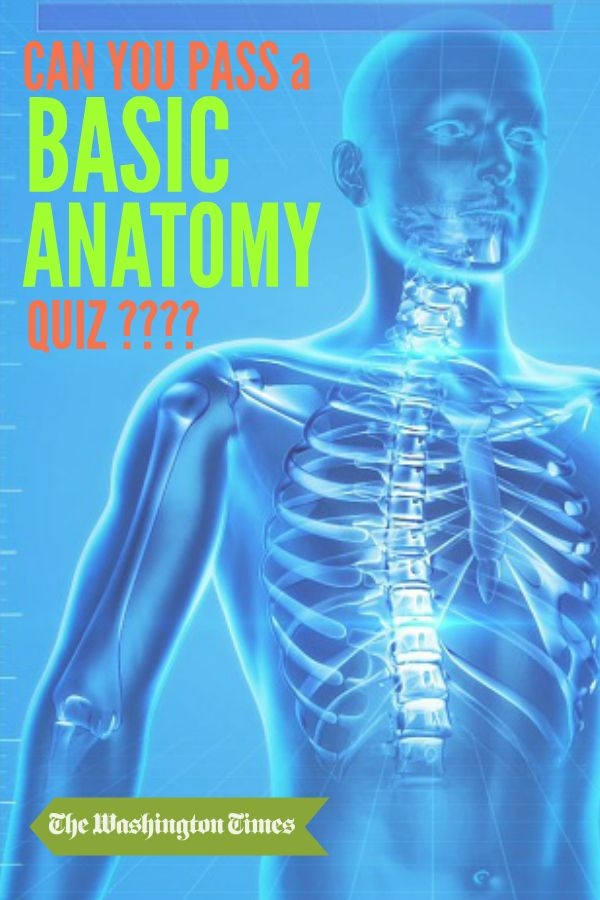 Diagram of the human muscle system for anatomy study