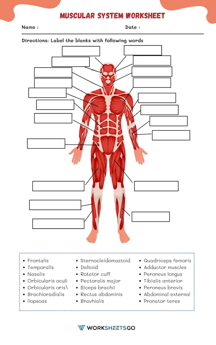 Muscle Anatomy worksheet for fifth graders featuring a word search of 14 major muscles