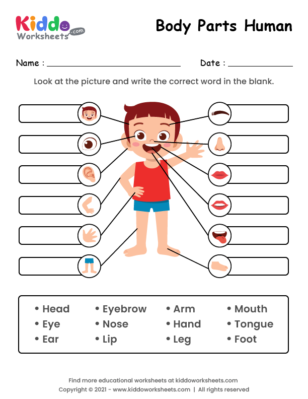 Human Body Diagram with Major Organs - Image 7 Fifth grade anatomy worksheet showing labeled diagram of major human body organs for educational study