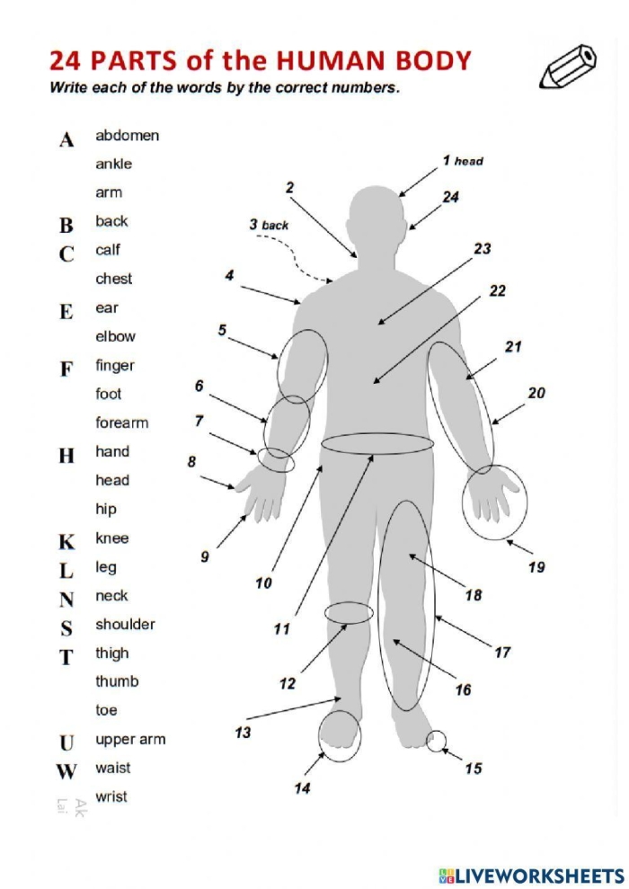Human body organ diagram worksheet for fifth grade addition math exercises number nineteen Fifth grade anatomy worksheet featuring a labeled diagram of major human organs for addition practice