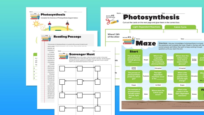 Fifth grade life science photosynthesis fill-in-the-blank worksheet for reading practice