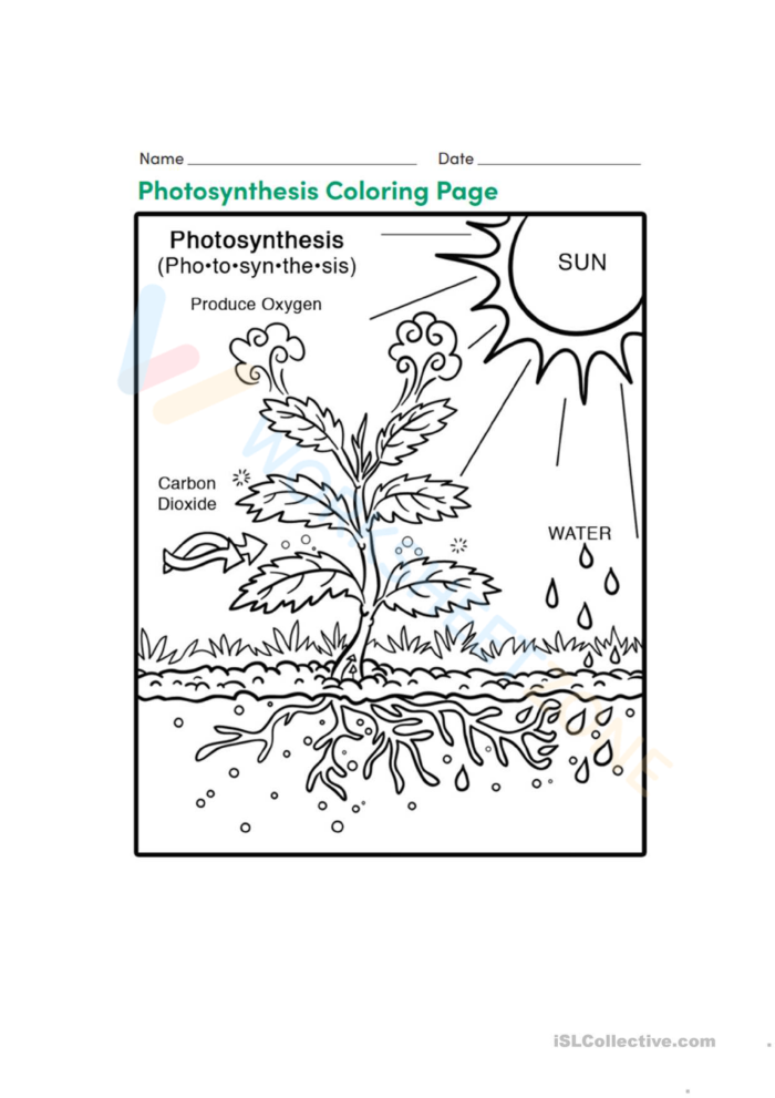 Photosynthesis fill-in-the-blank worksheet for fifth graders featuring a word bank for life science studies